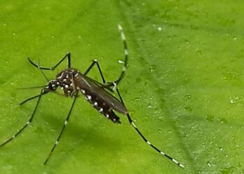 3600 dengue cases, 5 deaths reported in J&K this year so far: Official