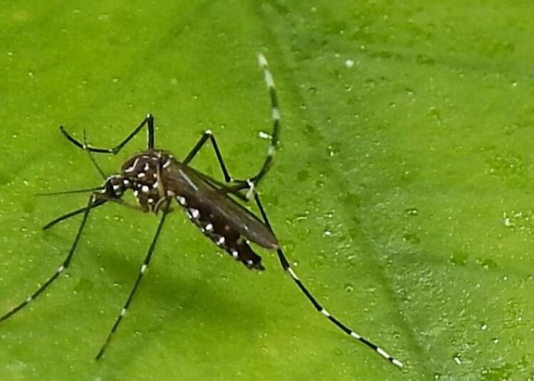 3600 dengue cases, 5 deaths reported in J&K this year so far: Official
