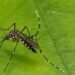 3600 dengue cases, 5 deaths reported in J&K this year so far: Official