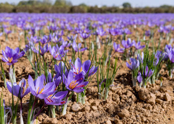 Amid bloom, saffron fields in Pampore draw huge crowd of tourists