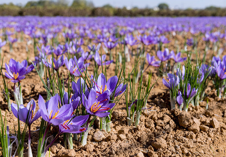 Amid bloom, saffron fields in Pampore draw huge crowd of tourists