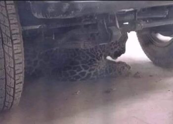 Leopard takes shelter beneath vehicle in Chadoora, creates panic