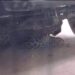 Leopard takes shelter beneath vehicle in Chadoora, creates panic