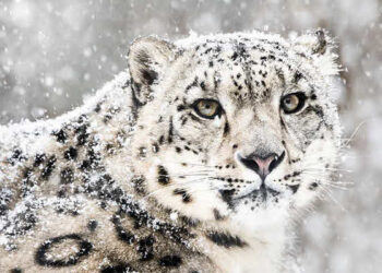 Spotting of snow leopard in Kashmir to give major boost to conservation of species, say Wildlife Officials