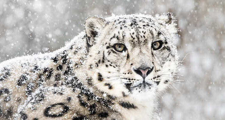 Spotting of snow leopard in Kashmir to give major boost to conservation of species, say Wildlife Officials