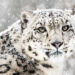 Spotting of snow leopard in Kashmir to give major boost to conservation of species, say Wildlife Officials