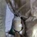 Old Rusted Shell Recovered in Shangus Anantnag, BDS on Job