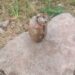 Rusty Grenade Found, Destroyed in Poonch