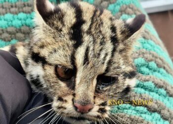 Leopard cub captured in Ganderbal village