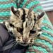 Leopard cub captured in Ganderbal village