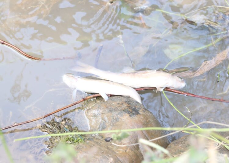 Thousands of fish die in spring in Qazigund