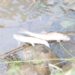 Thousands of fish die in spring in Qazigund