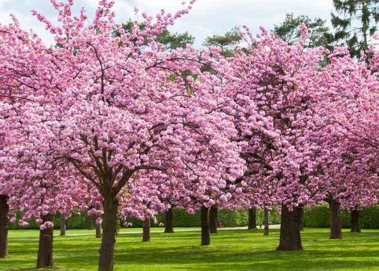 Srinagar to get Japanese Cherry Blossom Theme Garden