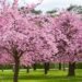Srinagar to get Japanese Cherry Blossom Theme Garden