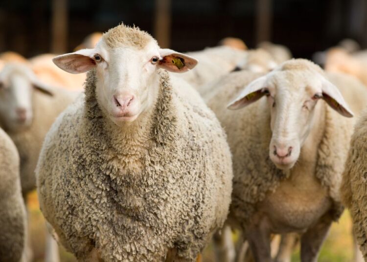 Mutton Crazy Kashmir consumes over 800 truckloads of sheep this Ramdhan