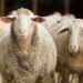 Mutton Crazy Kashmir consumes over 800 truckloads of sheep this Ramdhan