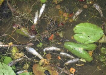 Thousands of fish found dead in Dal Lake