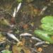 Thousands of fish found dead in Dal Lake