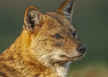 5 injured after being bitten by jackal in Sopore’s Tarzoo