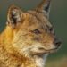 5 injured after being bitten by jackal in Sopore’s Tarzoo