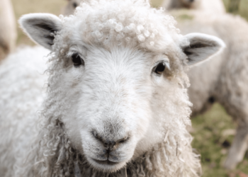Mutton rates Fixed:  Meat without Ofal @ Rs 650, with Ofal @ Rs 600