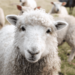 Mutton rates Fixed: Meat without Ofal @ Rs 650, with Ofal @ Rs 600
