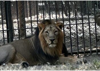 Lion couple from Gujrat to reach Jambu Zoo on November 8