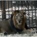 Lion couple from Gujrat to reach Jambu Zoo on November 8