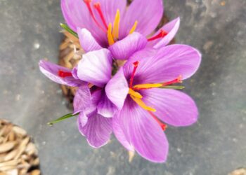 Saffron triumph: Kulgam agri expert cultivates ‘Red Gold’ on his two-story house, sans soil