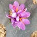 Saffron triumph: Kulgam agri expert cultivates ‘Red Gold’ on his two-story house, sans soil