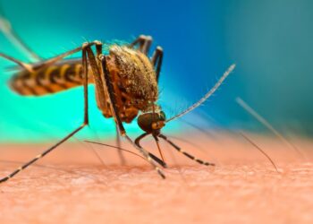 J&K records over 6,000 dengue cases, eight deaths this year so far, says official