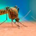 J&K records over 6,000 dengue cases, eight deaths this year so far, says official