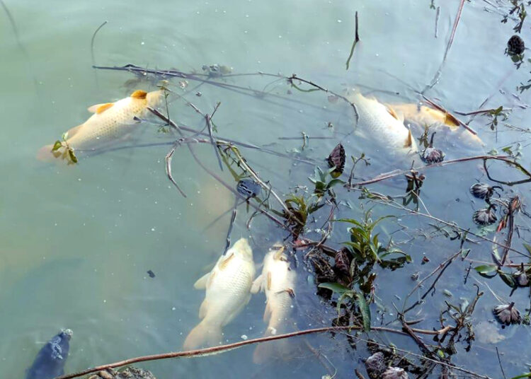 Nearly 3,000 fishes die in Samba’s Mansar lake, Ops to remove dead fishes underway