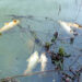 Nearly 3,000 fishes die in Samba’s Mansar lake, Ops to remove dead fishes underway