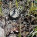 Army Detects 2 Landmines Along LoC In Poonch