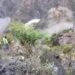 10 killed after vehicle falls into gorge in Ramban