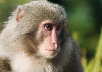 ‘Evading Monkey Chase’ Woman Falls From Hill, Dies in Uri