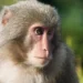 ‘Evading Monkey Chase’ Woman Falls From Hill, Dies in Uri