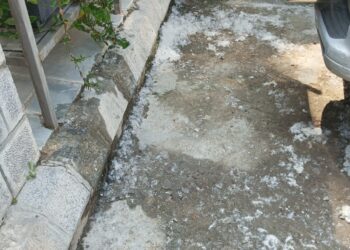 Cotton fluff from poplar trees causes respiratory issues, Srinagar residents call for immediate action