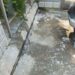 Cotton fluff from poplar trees causes respiratory issues, Srinagar residents call for immediate action
