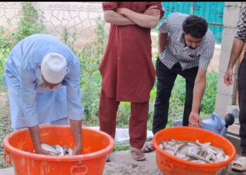 Over 2500 trout fish perish due to blockage of water in Budgam