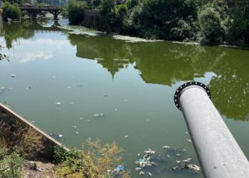 Thousands of fish found dead in Srinagar stream, officials cite lack of oxygen, pollution