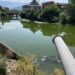 Thousands of fish found dead in Srinagar stream, officials cite lack of oxygen, pollution
