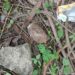 Rusted Old Grenade Found In Janipur Jammu