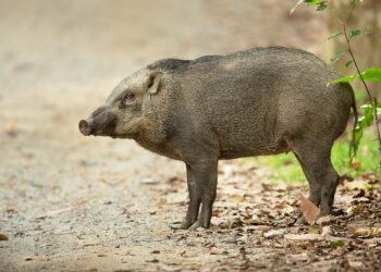 Resurgence of wild boars poses ecological threat in Kashmir, experts warn