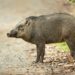 Resurgence of wild boars poses ecological threat in Kashmir, experts warn