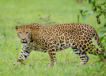 Massive Search Launched As Wild Animal Takes Away Minor Boy In Kulgam Village