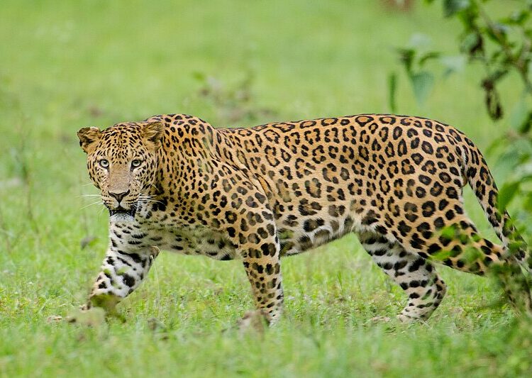 Massive Search Launched As Wild Animal Takes Away Minor Boy In Kulgam Village