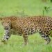 Massive Search Launched As Wild Animal Takes Away Minor Boy In Kulgam Village