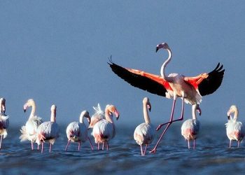 Winged Guests arrive at Wullar Lake